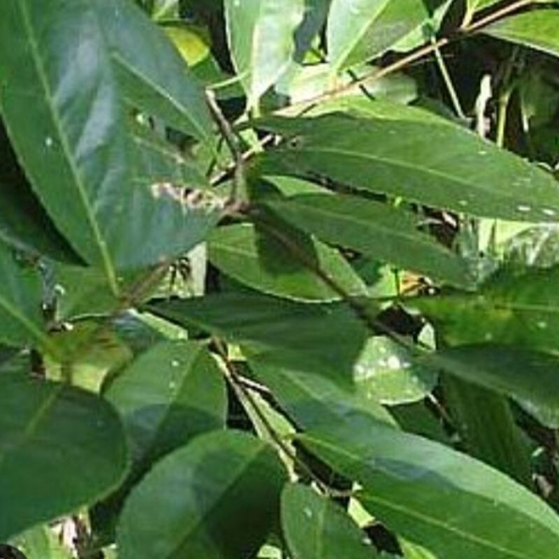 Salacia reticulata ceylon Kothala Himbutu Pure Herbal Drink Powder For Diabetic