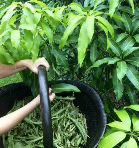 ORGANIC Dried Mango Leaves Ceylon 50 leaf For Tea Weight loss & Vitamin C, B, A