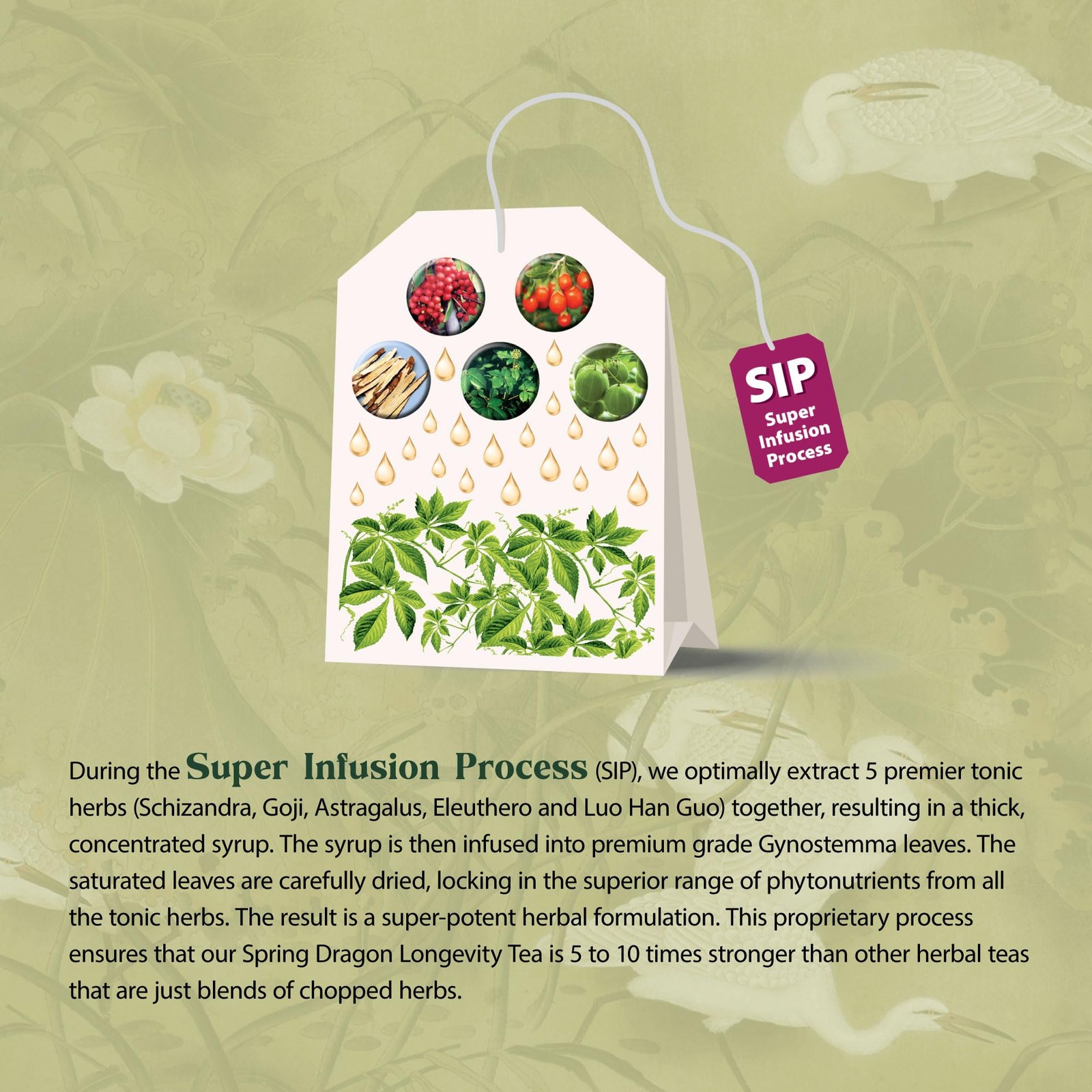 Spring Dragon Longevity Tea Adaptogenic Gynostemma Leaf Herbal Tea Infused w…