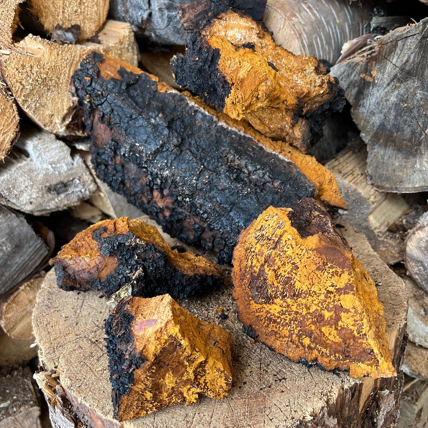 Alaska birch chaga, ground fine, organic, make tea or double extraction  1 lb