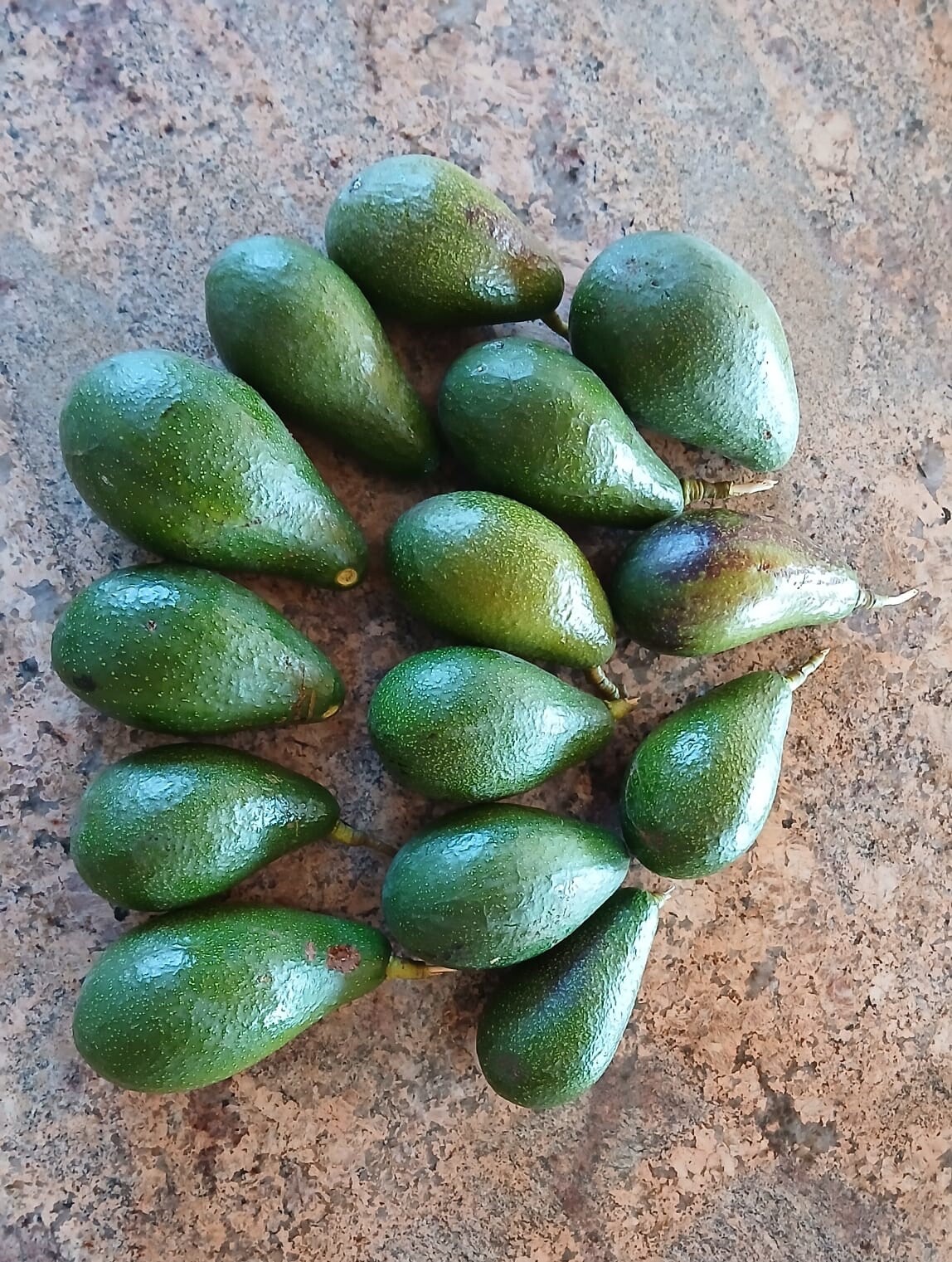Avocado Leaf Herbal Tea Dried 100% Organic Proudly South African