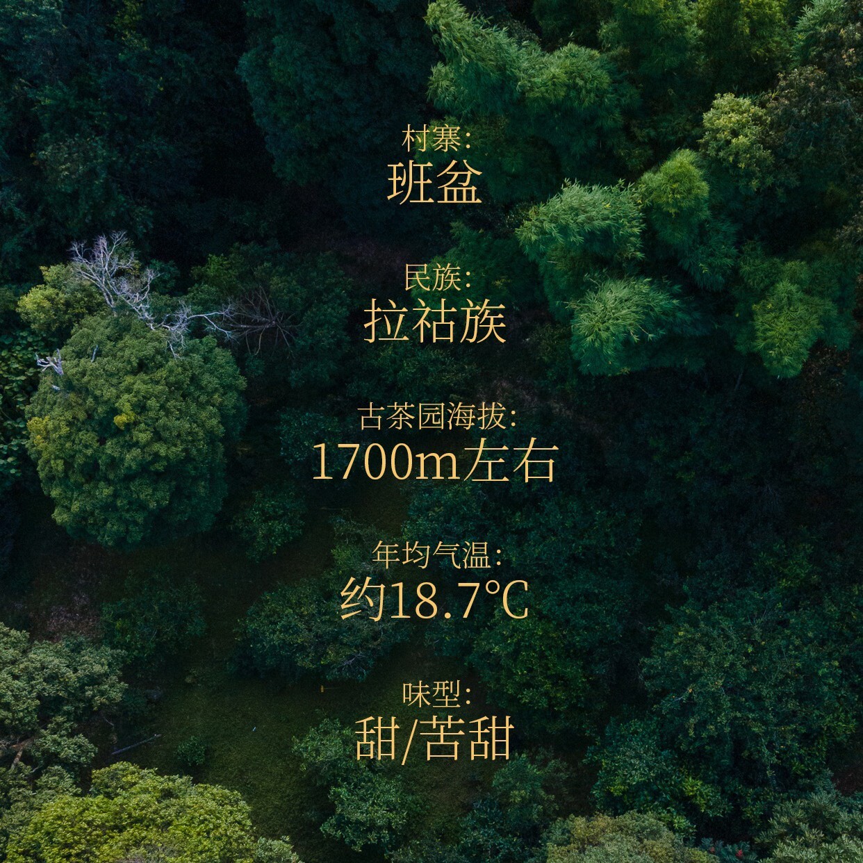 Pu-Erh tea,Rainforest Ancient Tree Tea,2021,班盆Banpan,357g,Raw