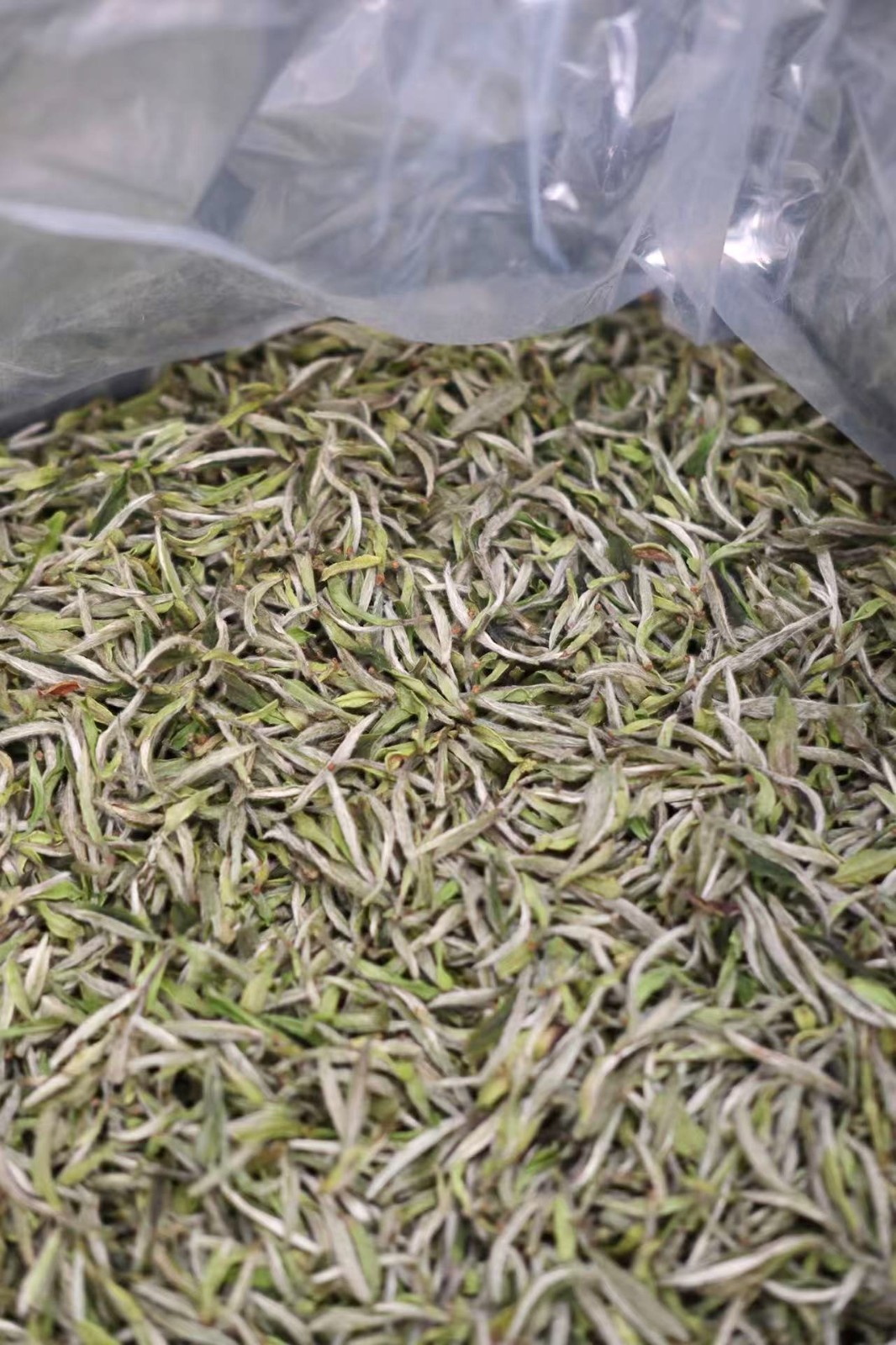 2025 Wild White Peony King Bai Mu Dan | Fuding Spring Loose Leaf White Tea 1 oz