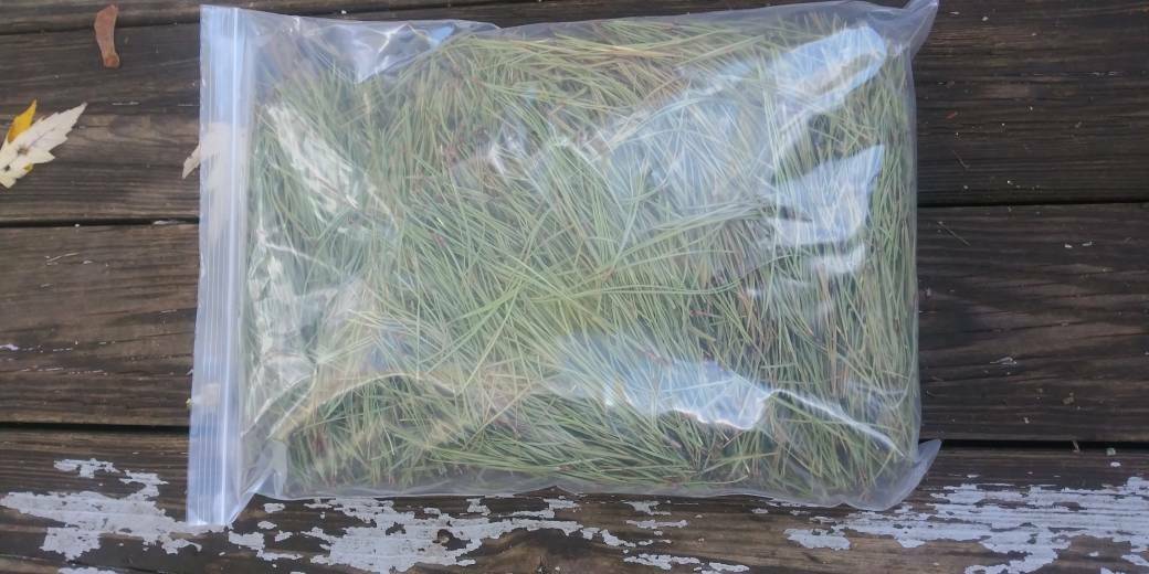 Pine Needle Tea Bulk – 1 Lb – Wholesale Pine Tea – Dried – Organic – FREE SHIPPI