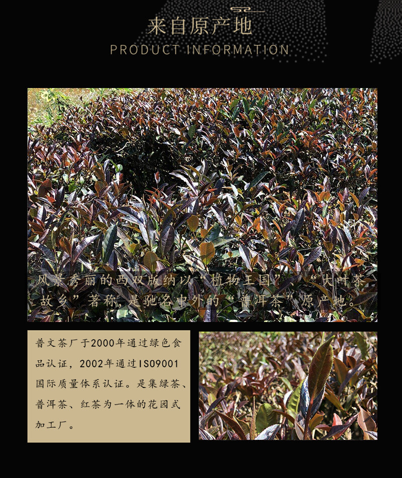 2019 ZI JUAN Puwen Yunya Aged Ancient Tree Purple Buds Pu-erh Tea Cake 400g Raw