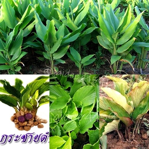100X TEA Thai Black Ginger Drink MEN Kaempferia Parviflora Energy Strength+Track