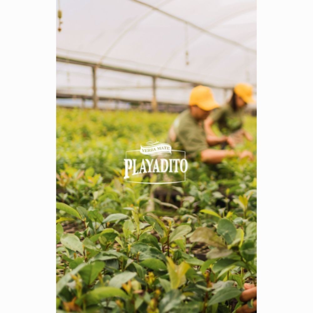 Playadito Yerba Mate Tea – 2 Pack (1kg / 2.2lb Each) – Traditional Loose Leaf