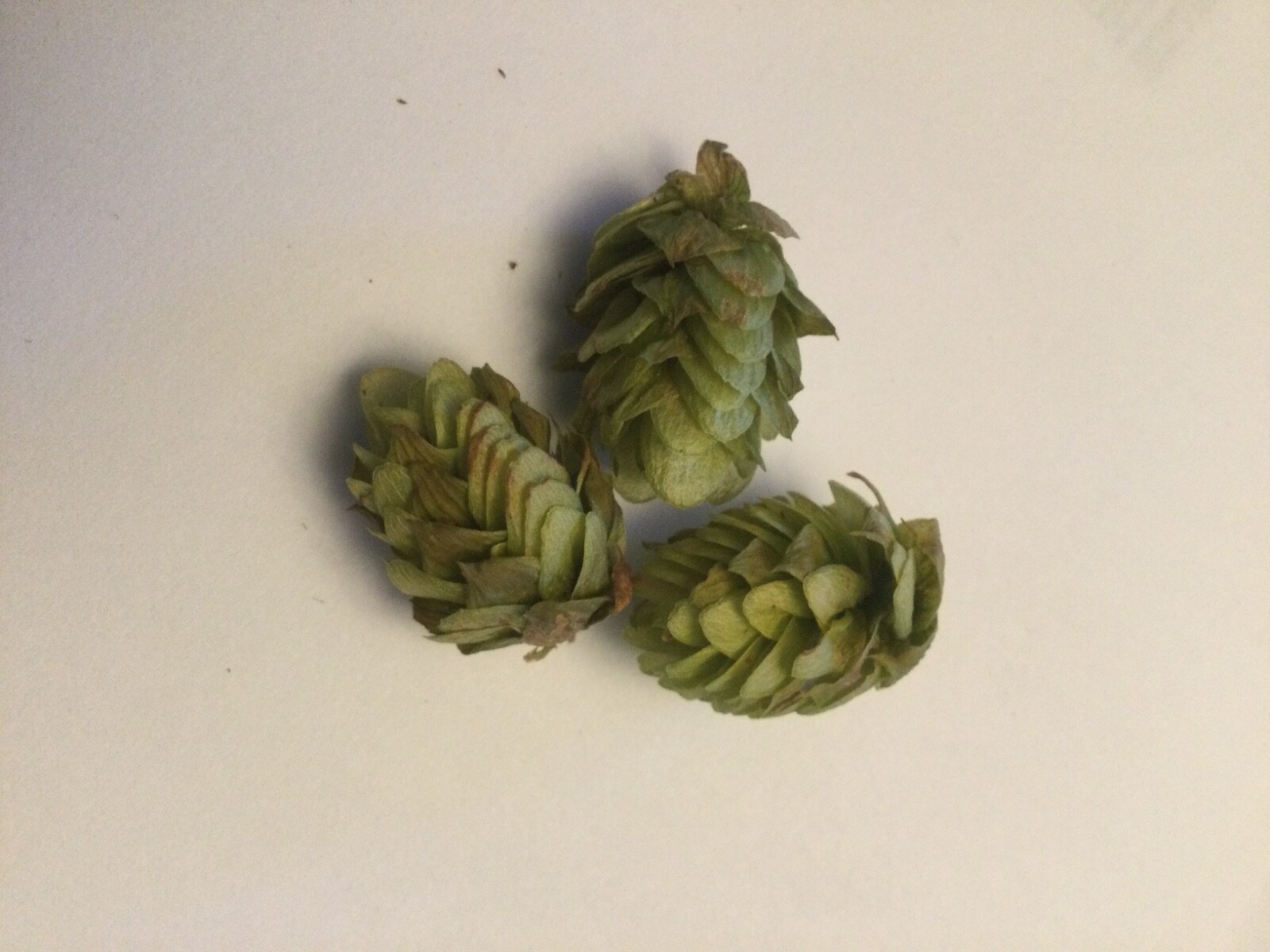 Whole Cascade Hops Flower Tea ~ Relaxing Calming Herbal Remedy ~ Non GMO ~ 1 Oz.