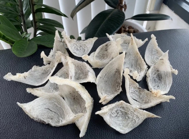 100% genuine bird’s nest, 10 grams (2 nests). Natural bird’s nest, few feathers,