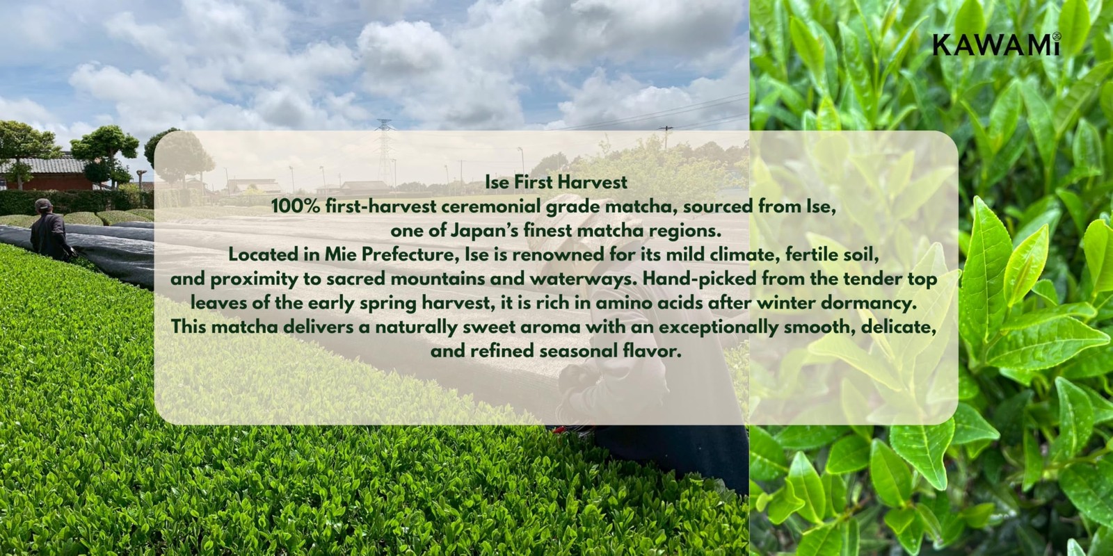100% Japanese Ise Matcha First Harvest Ceremonial Grade – (30g/1.06oz)
