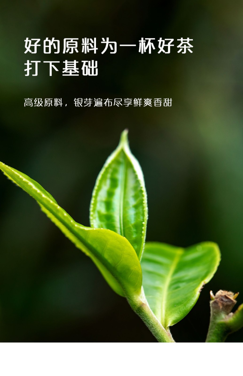 Haiwan Lao Tong Zhi Old Comrade 918 Pu’er Tea Mini Cake Pu-erh 2025 240g Raw
