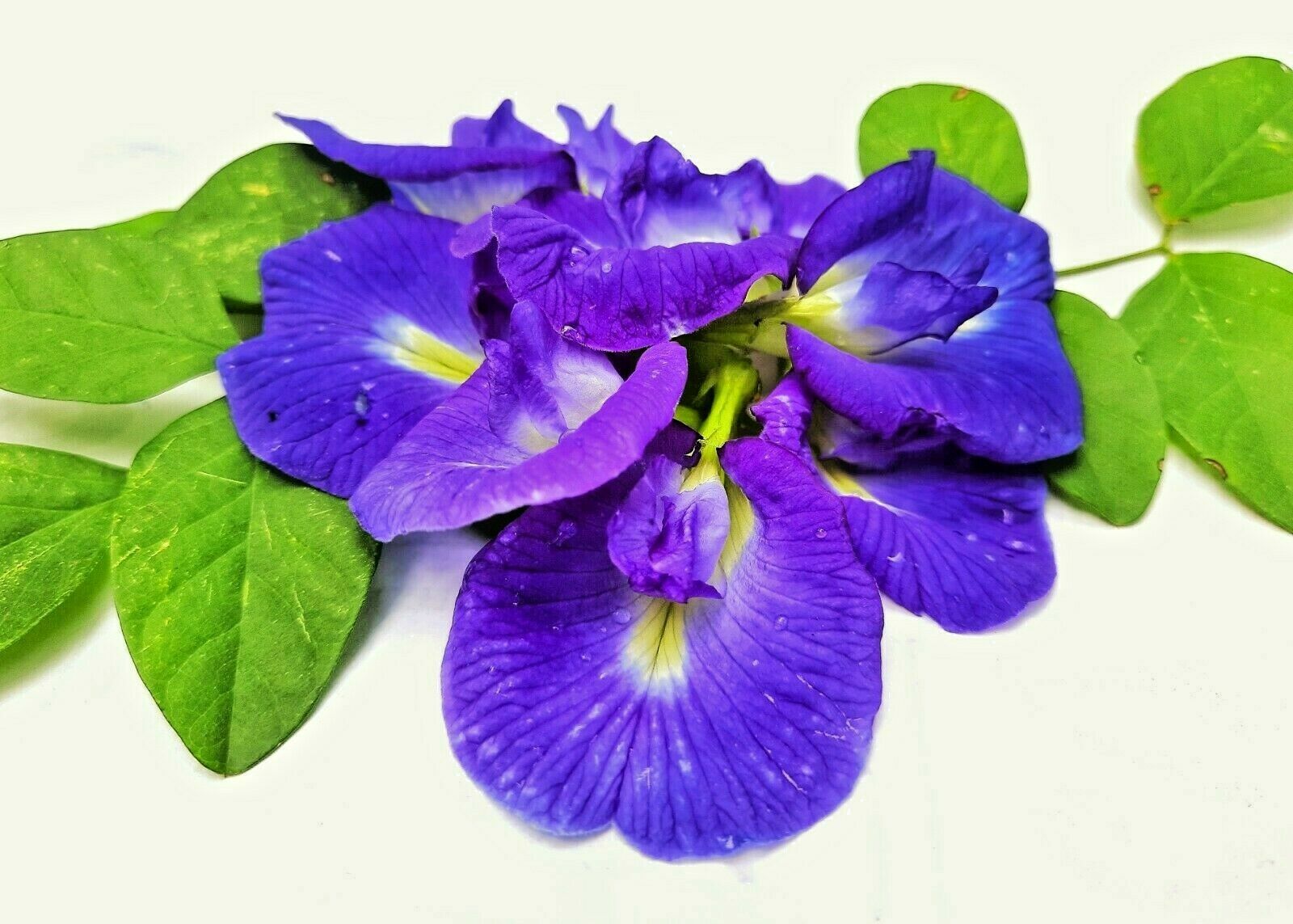Ceylon Dried Butterfly Pea Tea Nil katarolu Organic 100% Pure Food coloring 50g