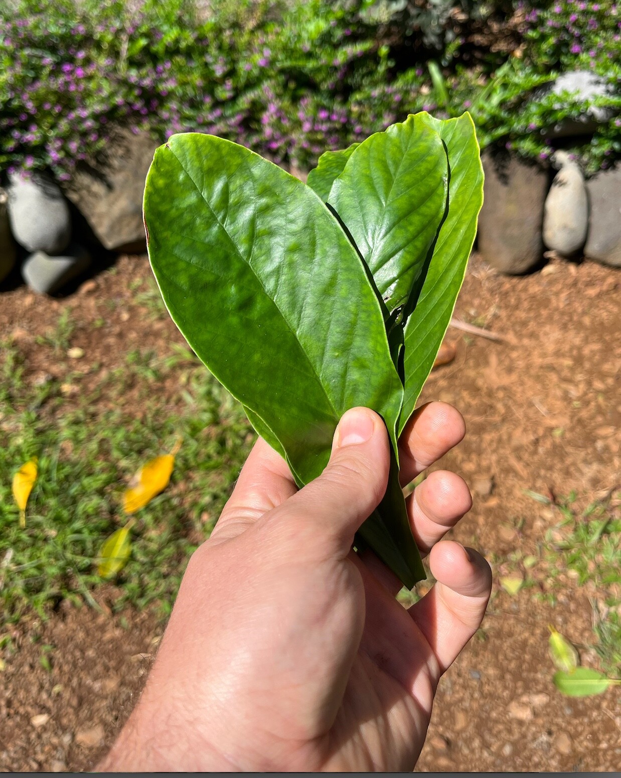 75+ Leaves for Structure Shift