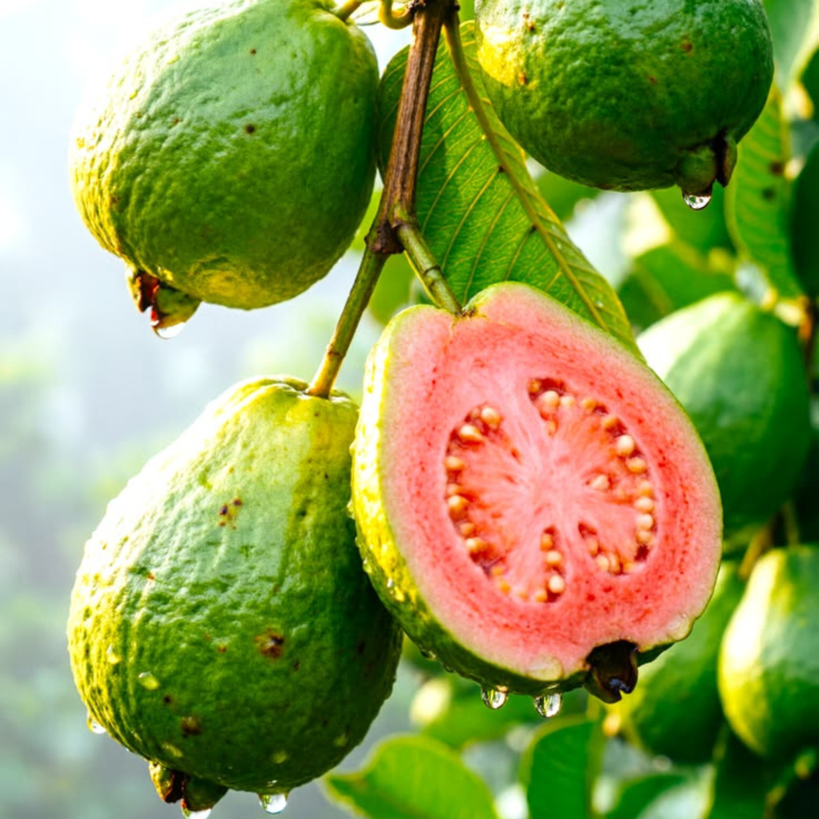 100% Organic Guava Leaves Powder – Premium Natural Ceylon Guava Leaf Hair loss