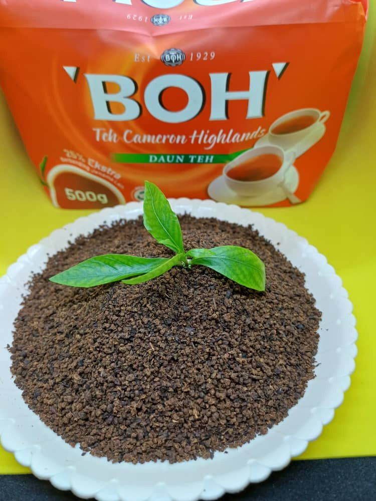 BOH CAMERON HIGHLANDS TEA LEAVE – 250 GM & 500 GM – FREE SHIPPING