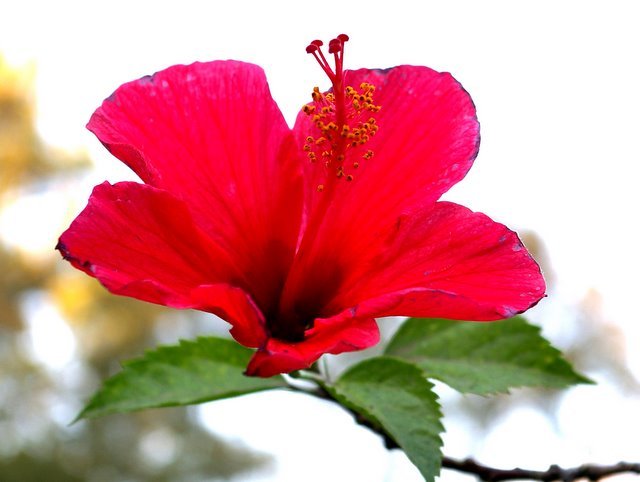 Hibiscus Tea 30 Bags 100% Natural Premium Antioxidant Rich Tea Resealable Pouch