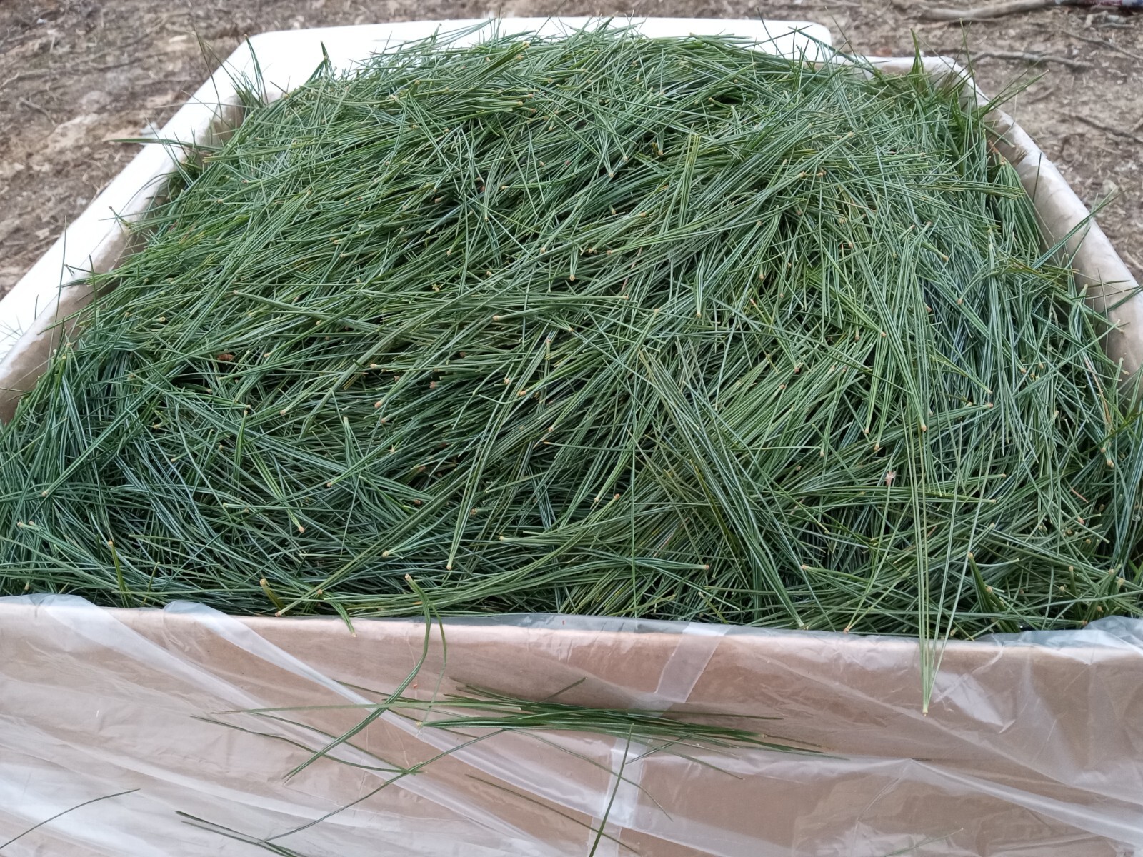 Fresh Eastern White Pine needle tea Maine Forest grown Suramin organic Health