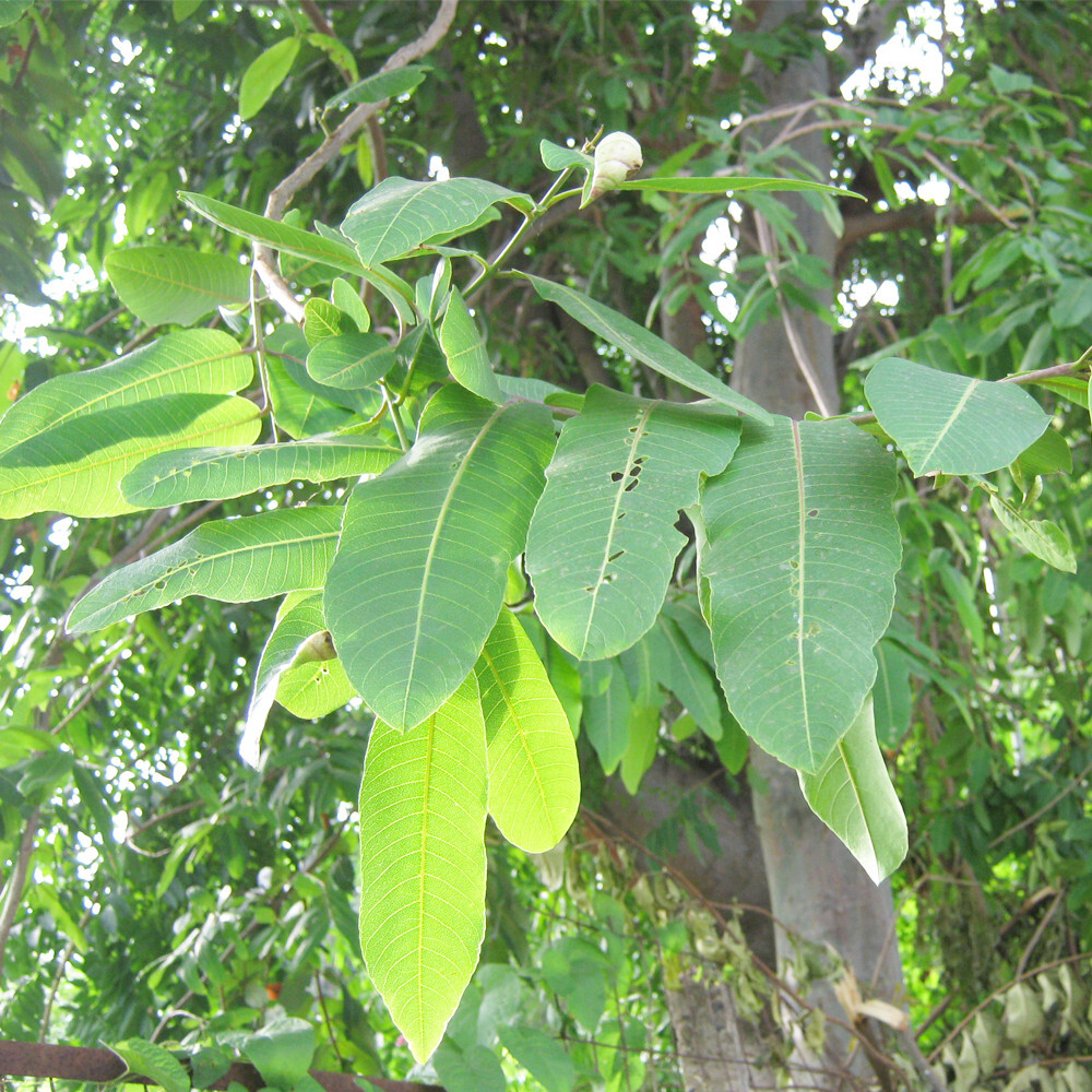 Terminalia Arjuna Dried Leaves Ceylon Organic Herbal Natural Tea Blend