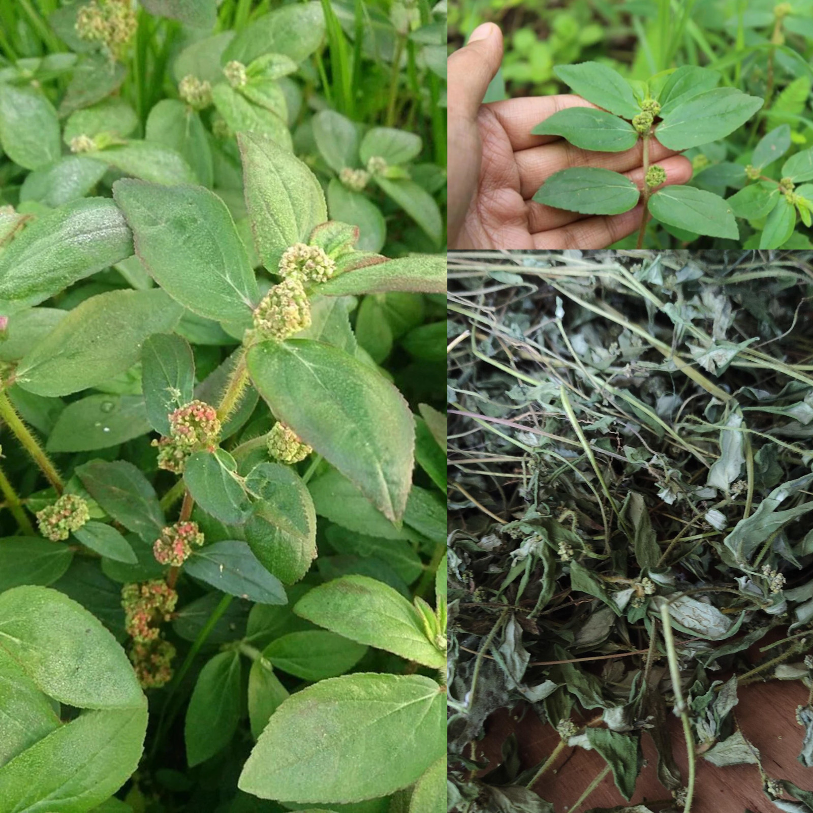 Organic Euphorbia Hirta 400g Dried Asthma Plant Herb Wildcrafted for Herbal Tea