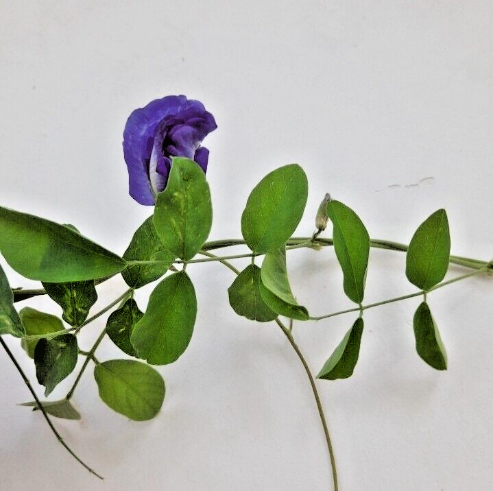 Blue Butterfly Pea Flowers Herb Tea Original CLITORIA TERNATEN 2500g + FREE 100g