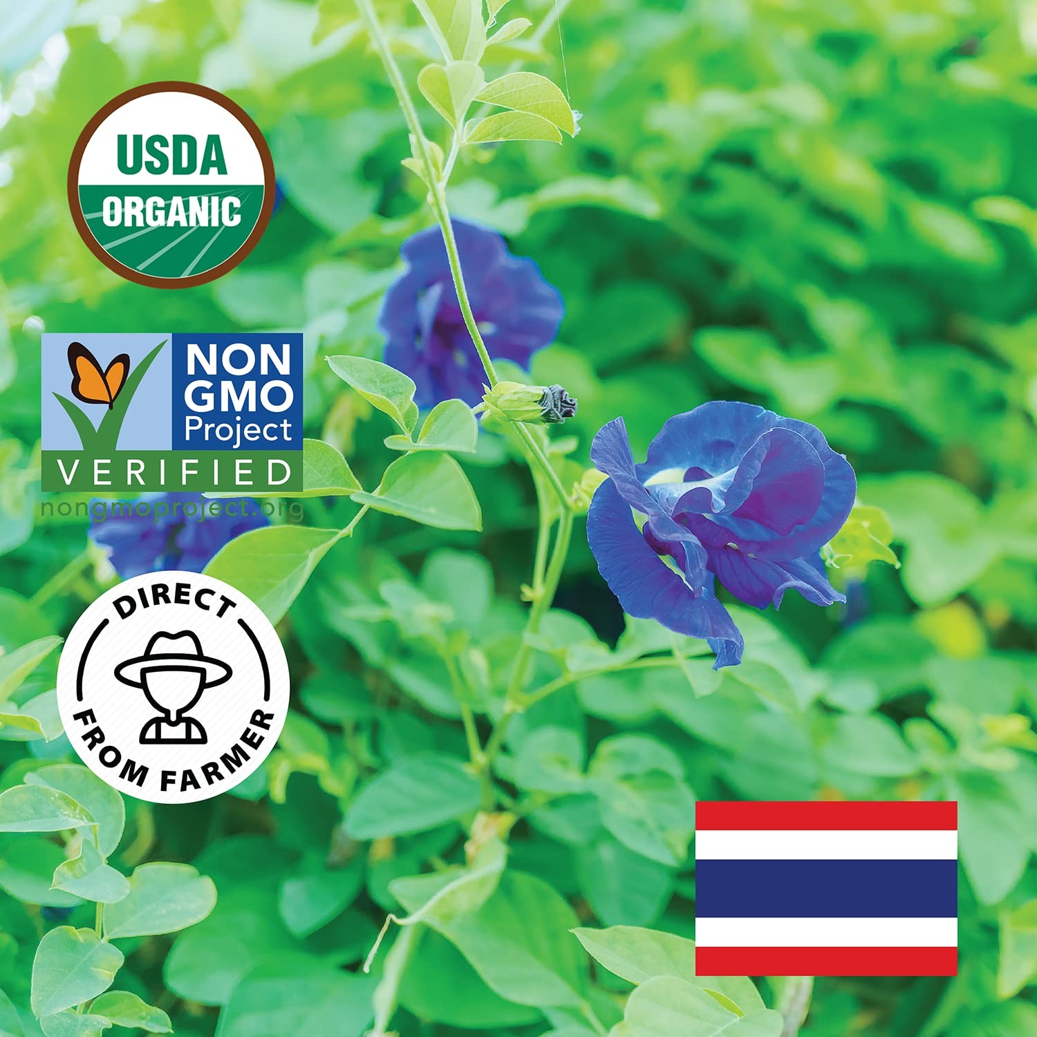 INCAS 100% USDA Organic Butterfly Pea Flower 8.82 oz 750+ Cups DIRECT FROM SO…