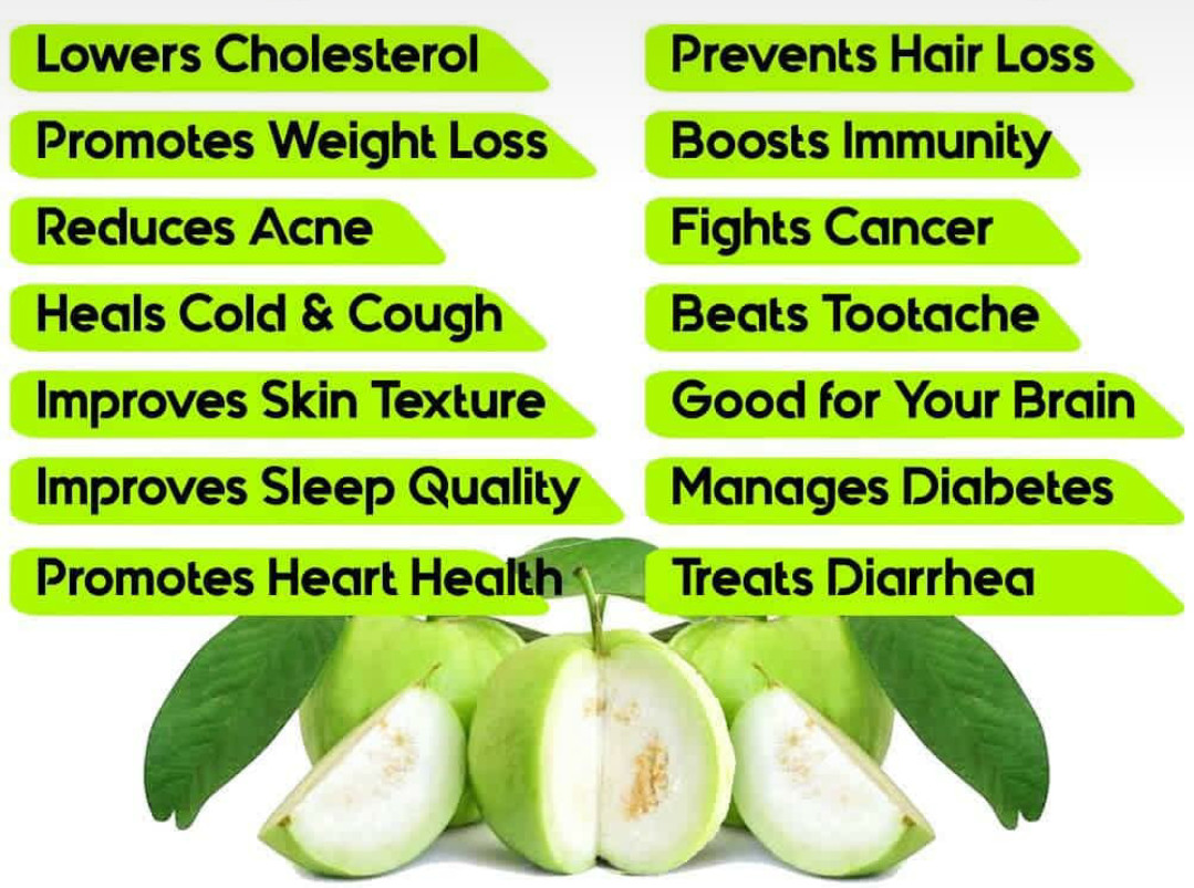 55 PC’S FRESH ORGANIC GUAVA LEAVES TEXAS GROWN GREEN Tea Hojas de Guayaba