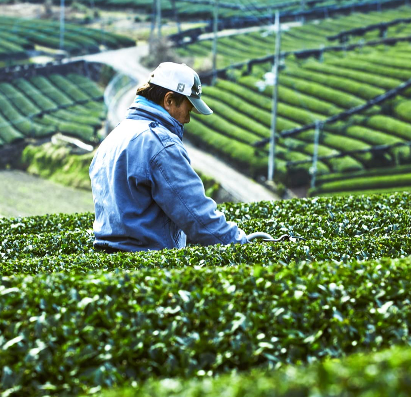 Yamashiro Premium Tea by tea master Shigeyuki Tsuji – Gyokuroiri Ryokucha 0.7oz