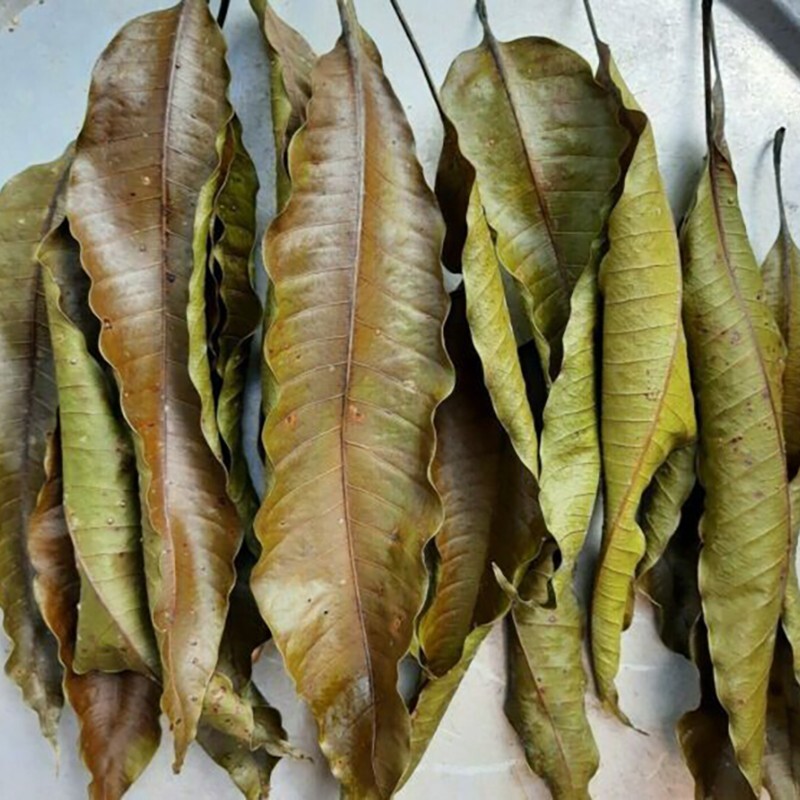 ORGANIC 100% DRIED MANGO LEAF POWDER Ceylon homemade herbal tea 40g