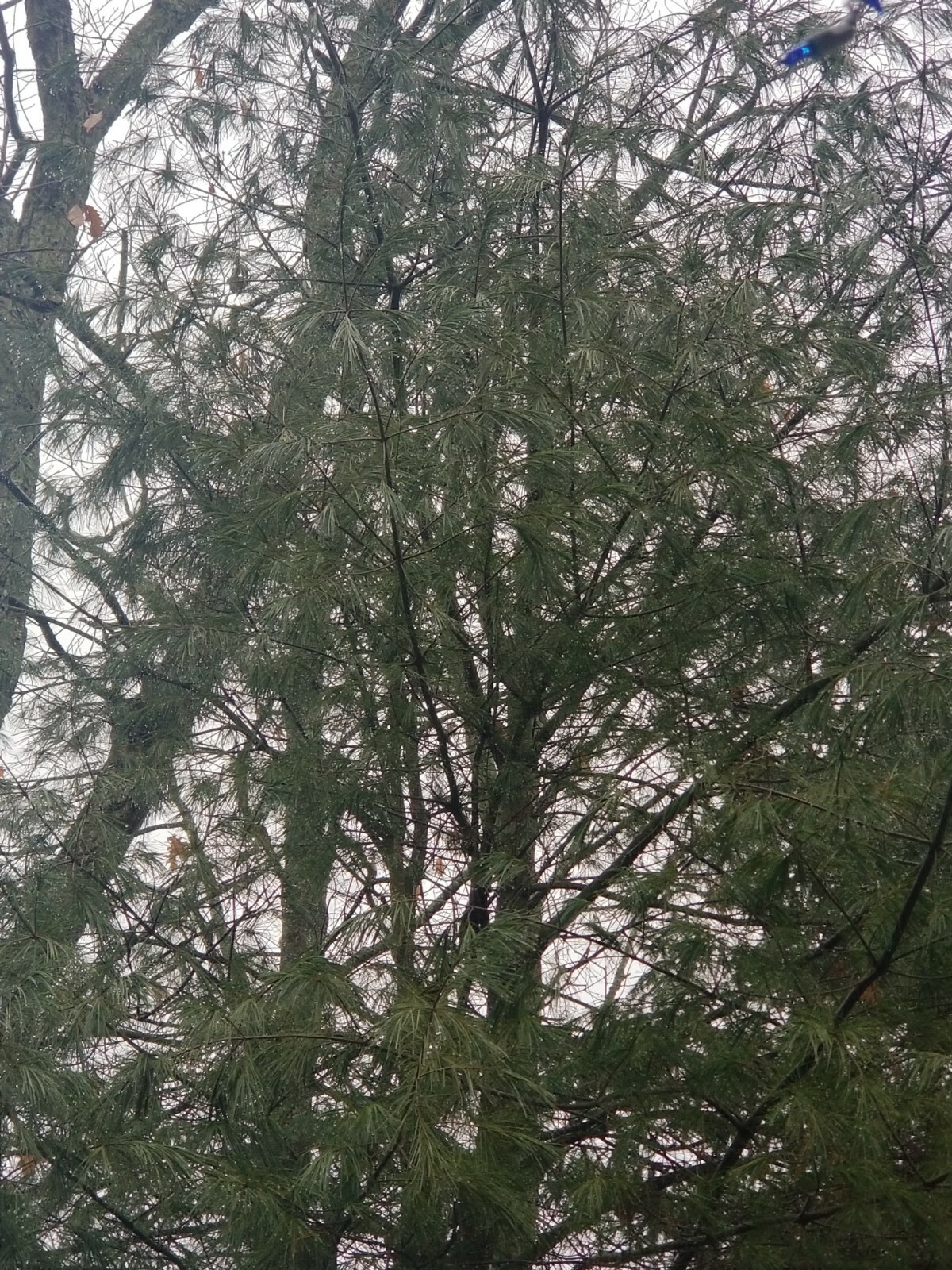 Eastern Pine Tree Tea 🍵 Immunity Boosting /Actively Fights against Infections/