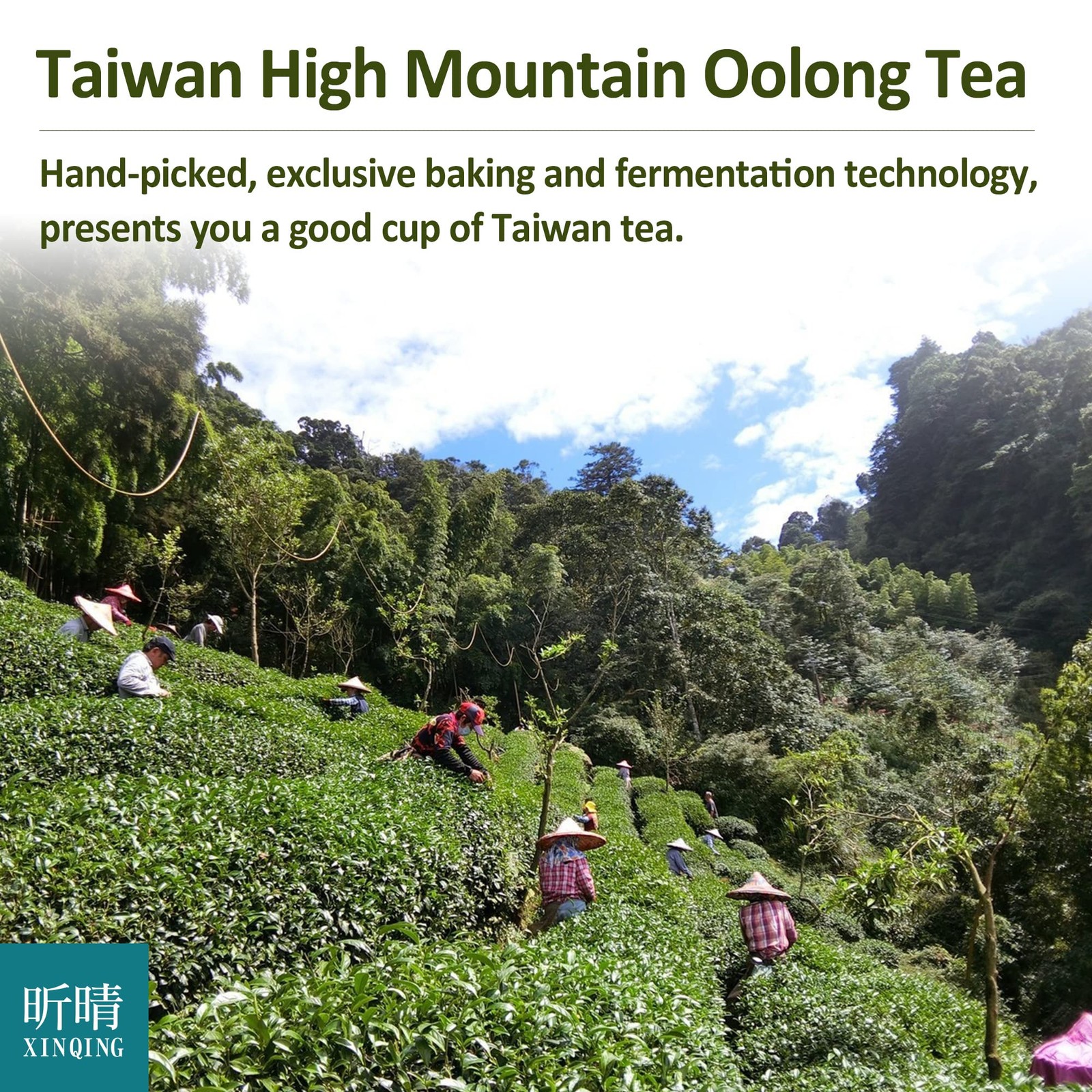 Xin Qing Dong Ding Oolong Tea 150g Taiwan High Mountain Loose Leaf Brew Drink