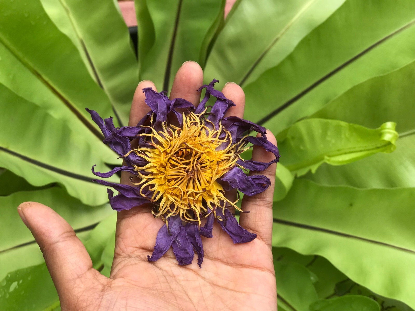 Egyptian Blue Lotus Nymphaea Caerulea Organic Pure Hand Picked Flowers Herbal
