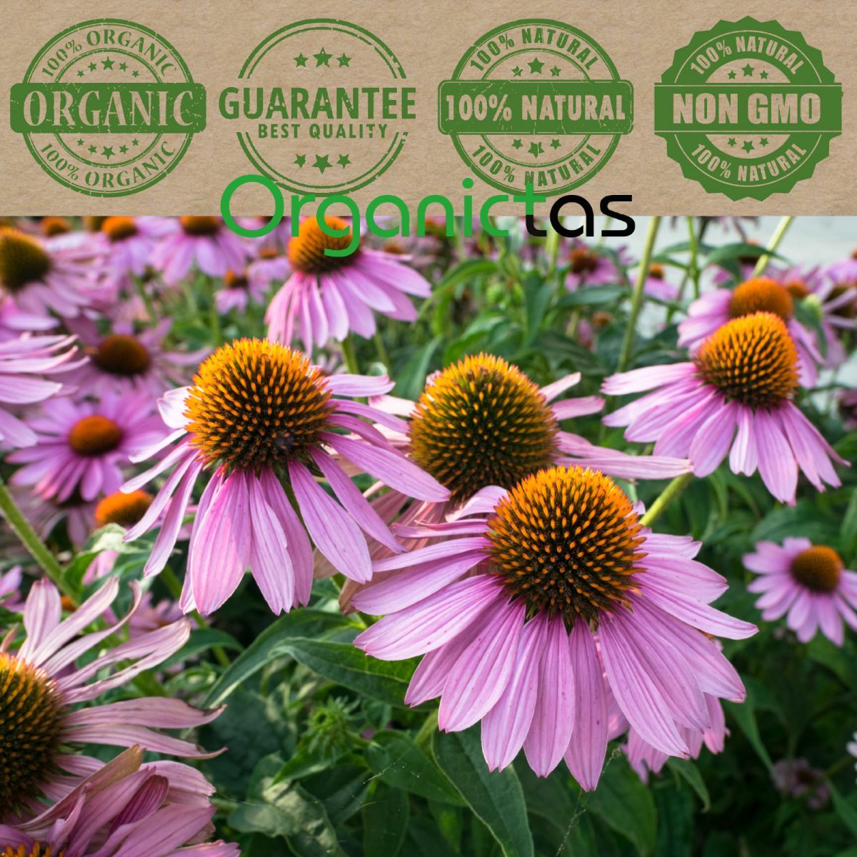 Organic Echinacea Loose Tea, 100% Pure Purple Coneflower (Echinacea purpurea)