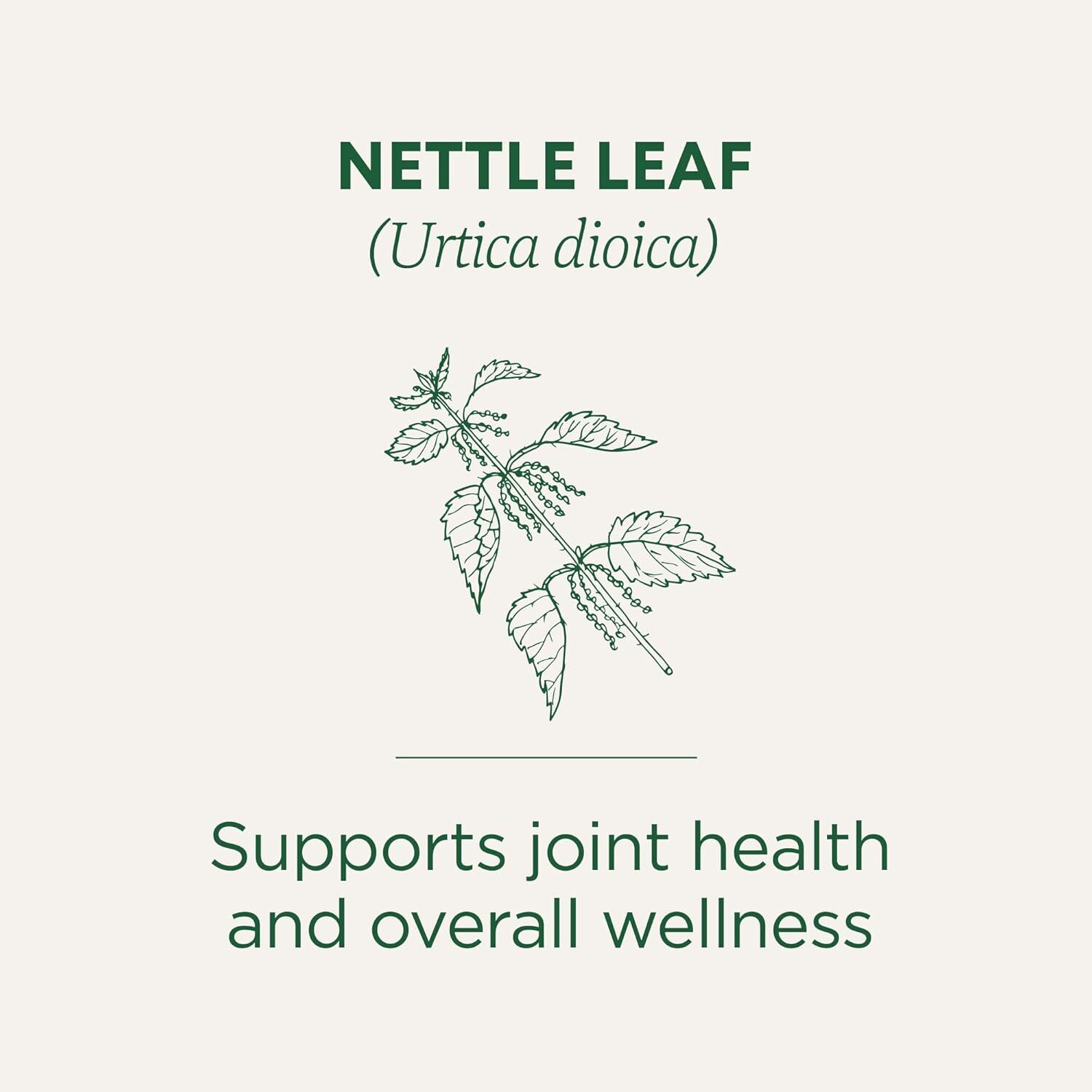 Traditional Medicinals Organic, Nettle Tea – Supports Joint Health & Overall Wel
