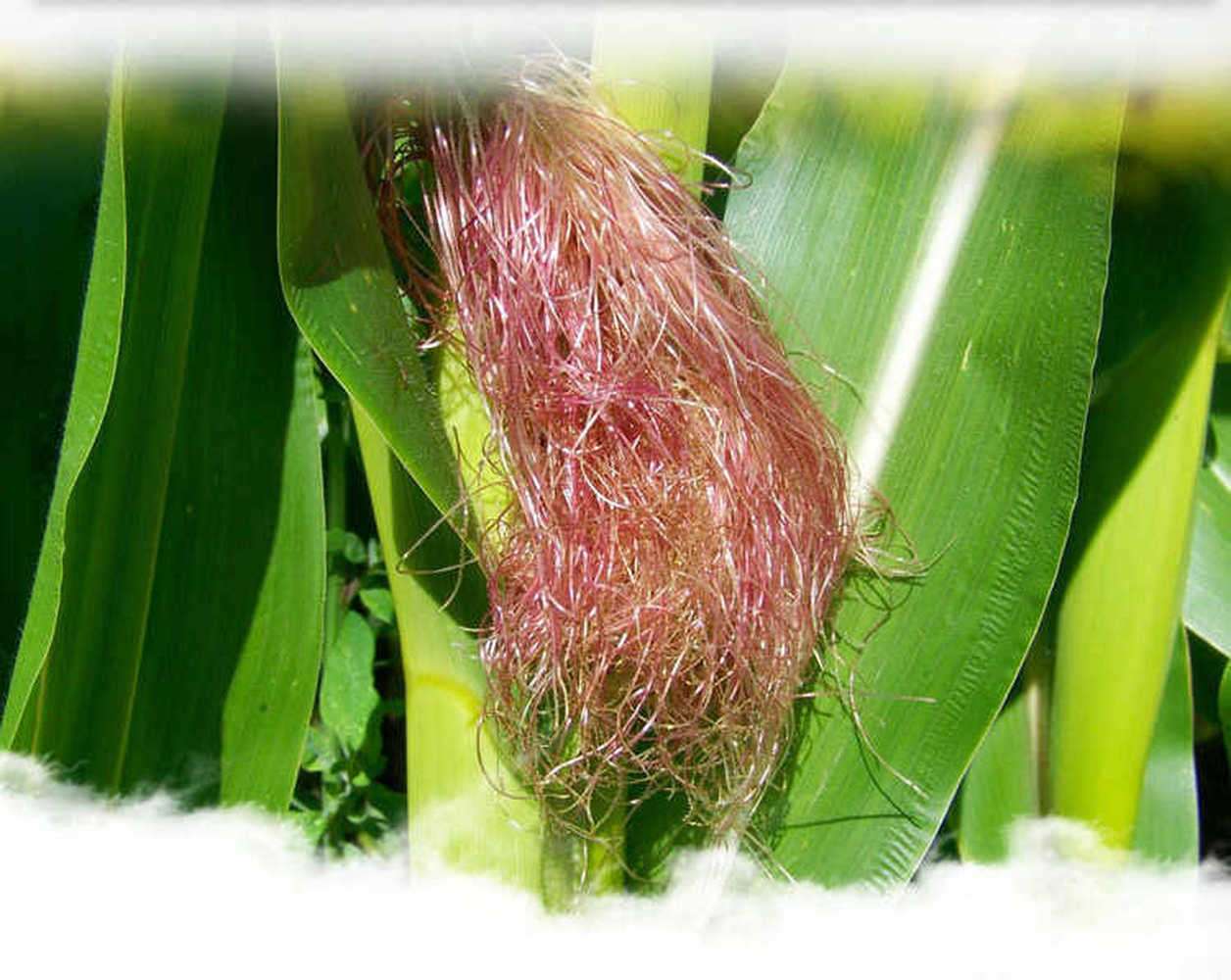 100% Natural Chinese herbal Healthy 160g Corn Silk Tea 40 Tea bags