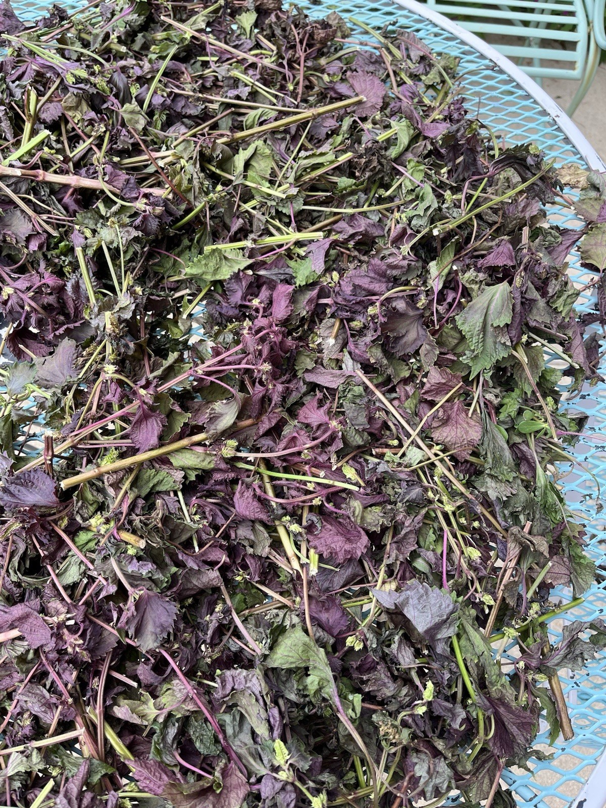 Dried Purple Shiso/ Perilla 2025 Harvest 6 oz Ready for Use 干紫苏叶