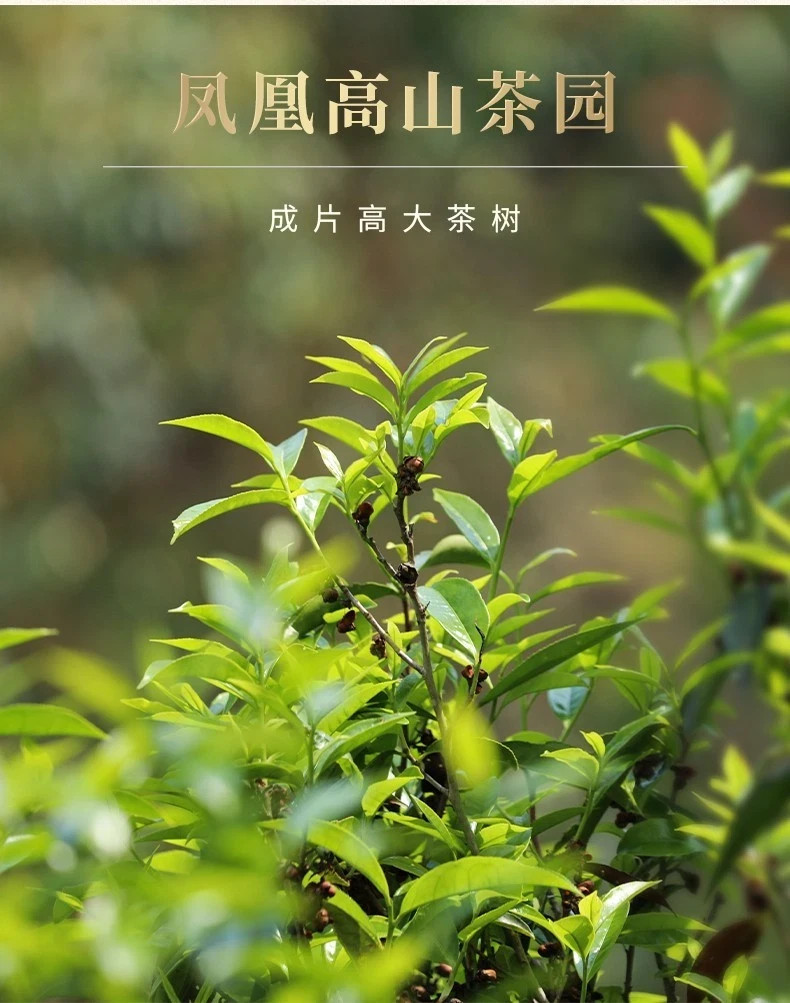 1000g Phoenix Dancong Oolong tea FengHuang dancong tea Zhilan Fragrance 125g*4