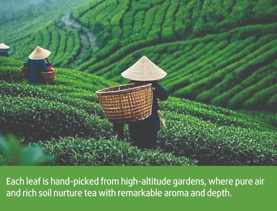 PiPi Tea Organic Oolong | 30 BAGS | Cortisol & Stress, Digestion and Metabolism