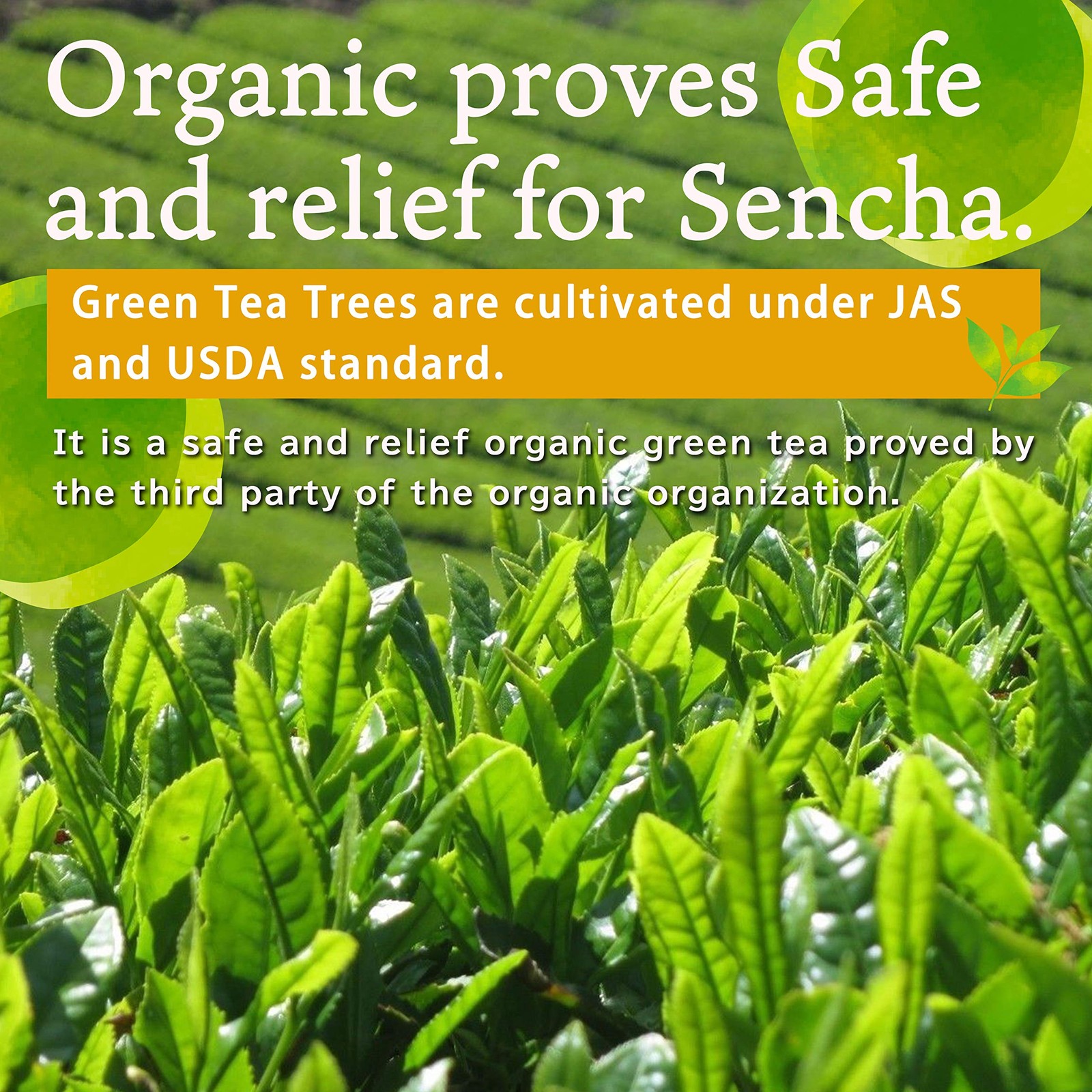 Organic Green Tea, Kukicha Twing tea with Matcha Green Tea Powder, Japanese Tea