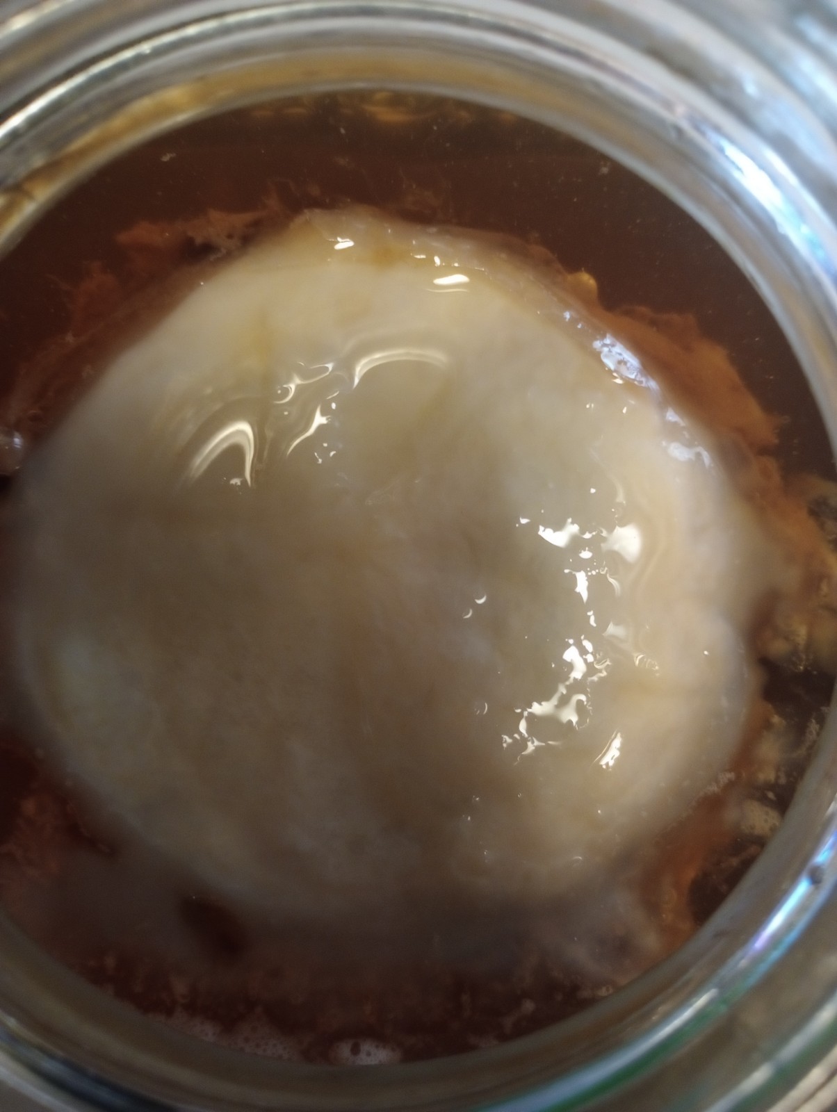 Live Kombucha Scoby + 8 oz Of Starter Tea Brewing Potions Drinks Health