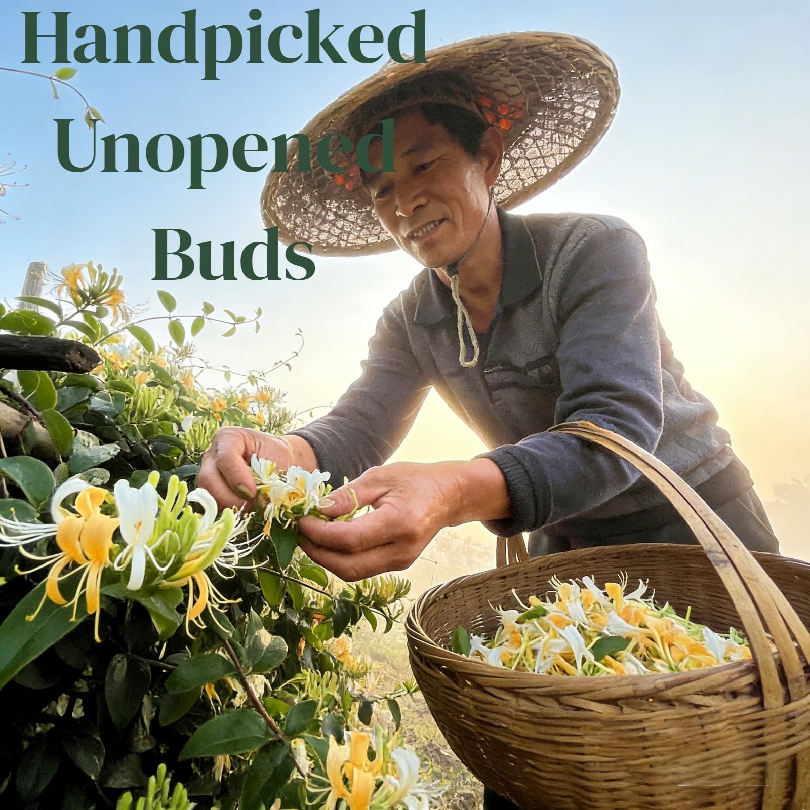 NASLAPH Dried Honeysuckle Herbal Tea Honeysuckle Buds, 3.88Oz/110g Natural Ho…