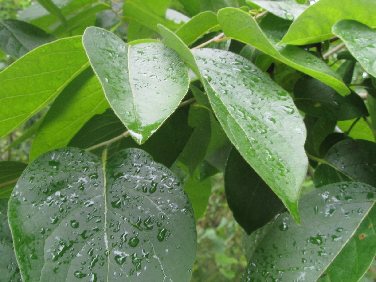 15 Fresh Organic, Anti Inflammatory.American Persimmon leaves for tea. Large