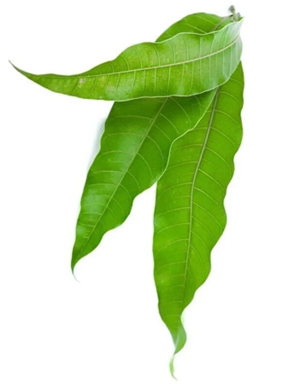 Pure Natural Processed Dry Mango Leaf Powder For Tea