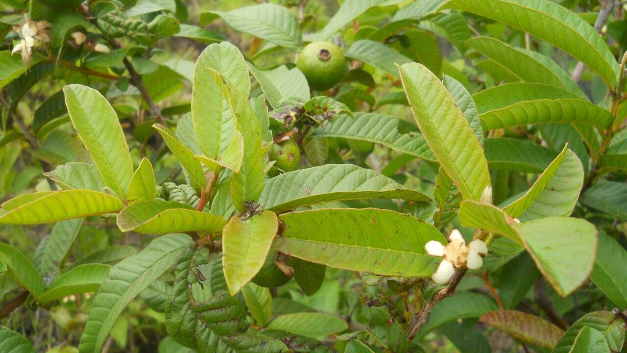 Dried guava leaf organic tea 100% Natural guava leaves and powder