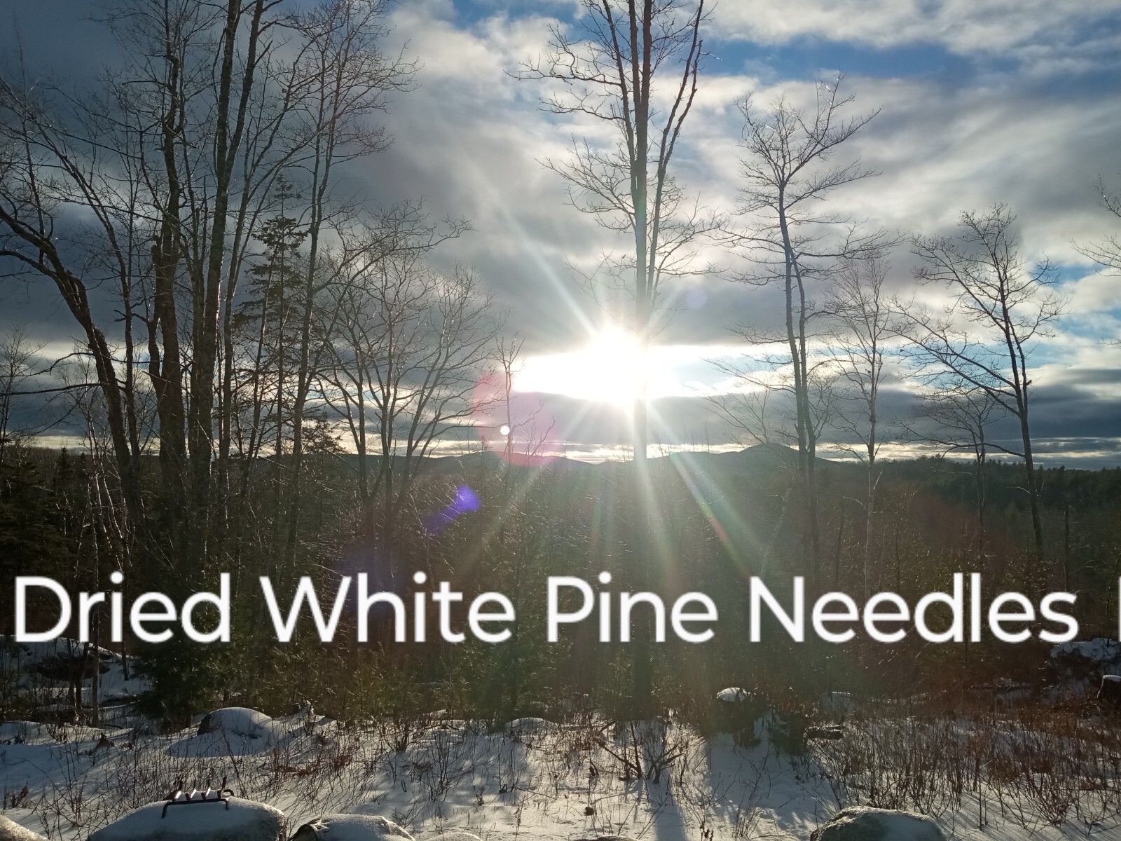 4oz MAINE DRIED EASTERN WHITE PINE NEEDLES PINUS STROBUS TEA ORGANIC