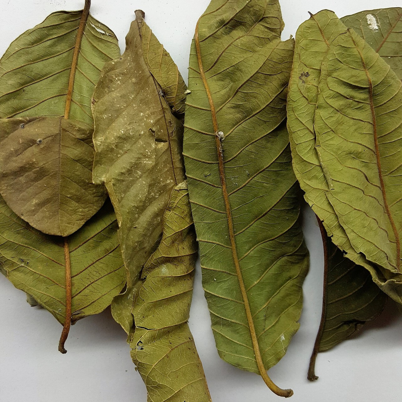 Organic dried Guava leaves Anti diabetic anti loss fat herbal tea 150g ceylon