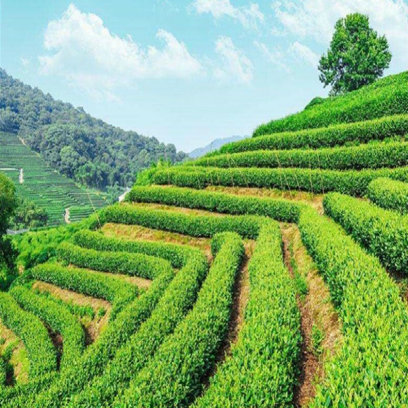 Super Jin Xuan Milk Oolong Tea 50g High Quality Green Tea Chinese Milk Tea