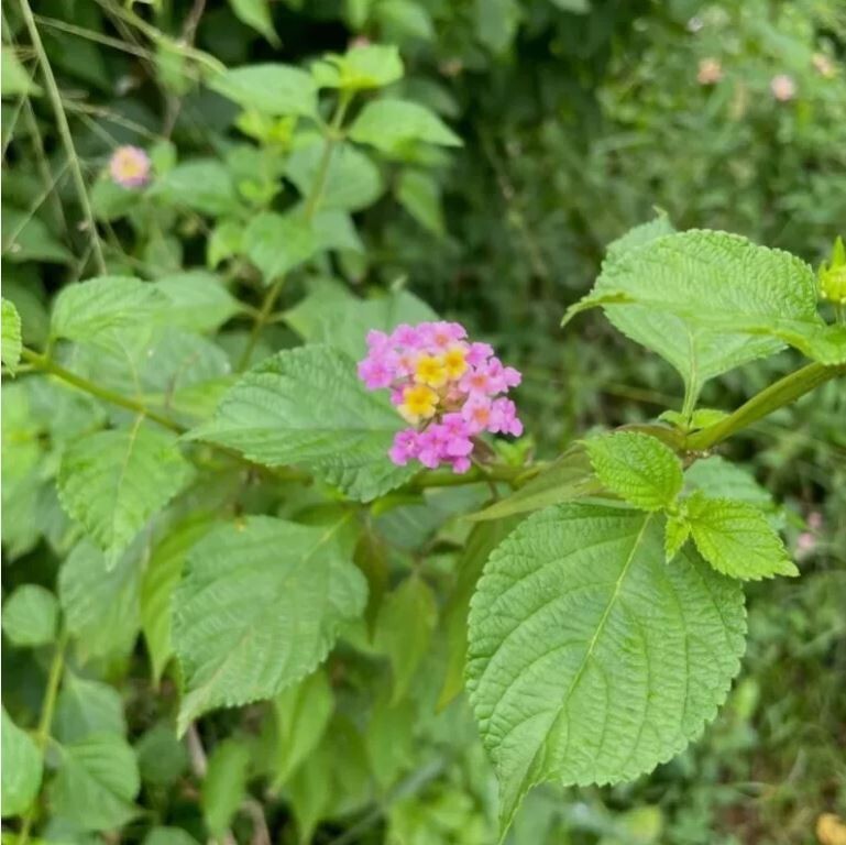75g Dried Lantana Camara Leaves 100% Organic Shrub Verbena Angel Lips Tea