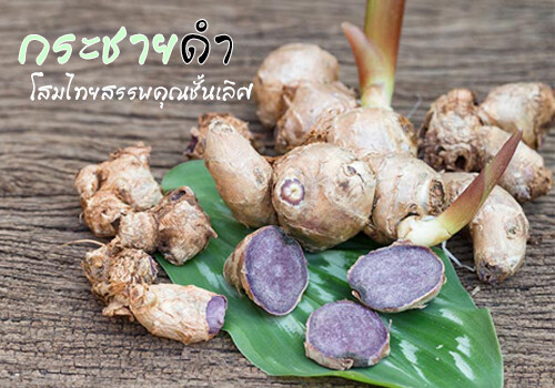 100X TEA Thai Black Ginger Drink MEN Kaempferia Parviflora Energy Strength+Track