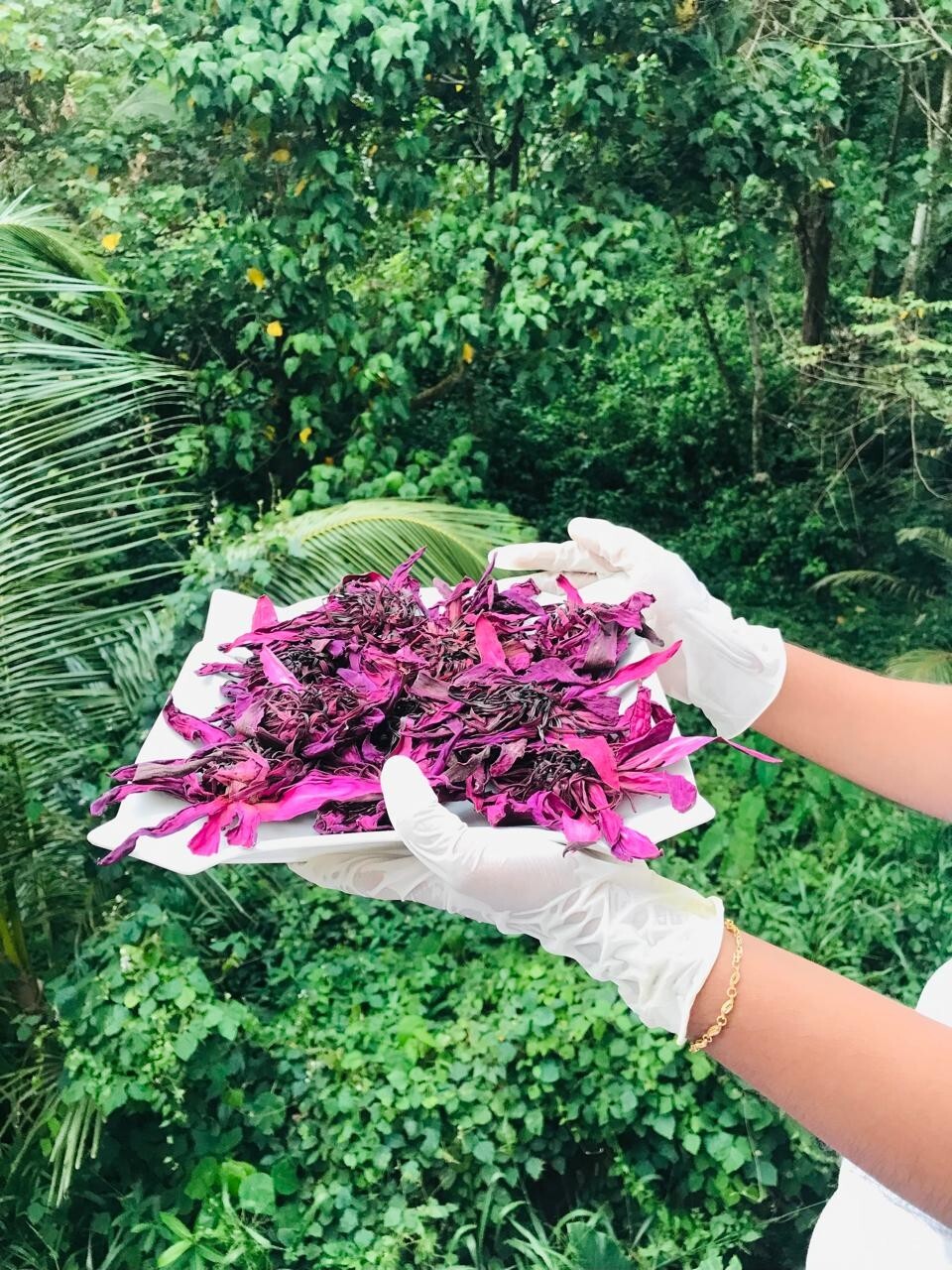 Ceylon Red Lotus 1lb Nymphaea Rubra 100% Hand Pick Organic Herbal Flowers Tea
