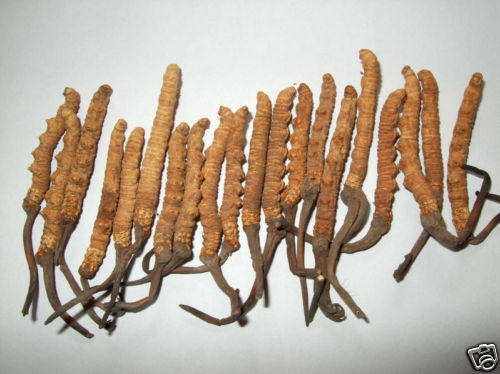 Tibet Wild Cordyceps sinensis Enhancer Dong Chong Xia Cao 5 Grams